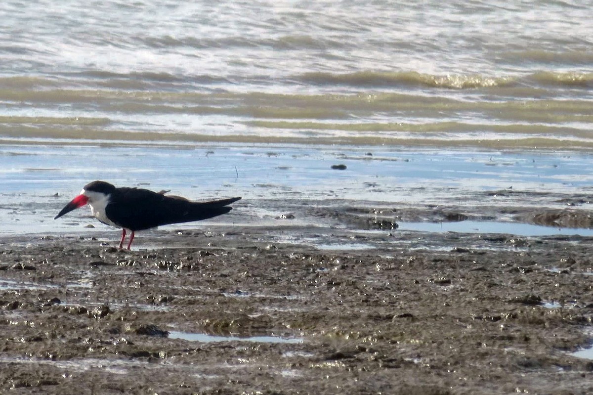 zoboun americký - ML645474780