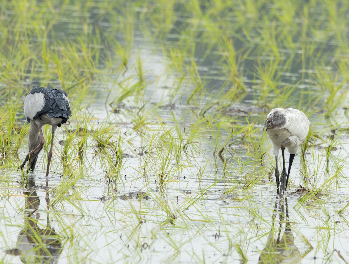 Asian Openbill - ML645474781
