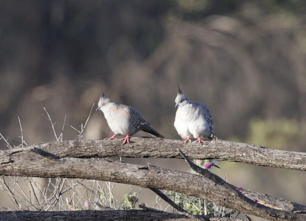 Crested Pigeon - ML645474783