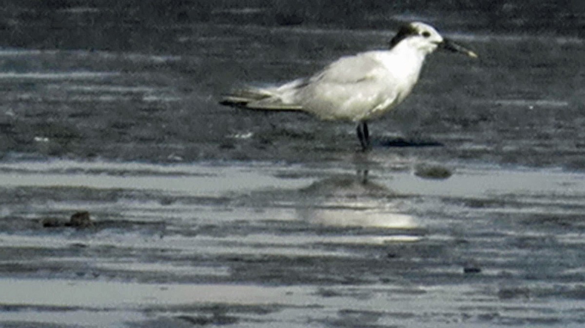 rybák severní - ML645474796