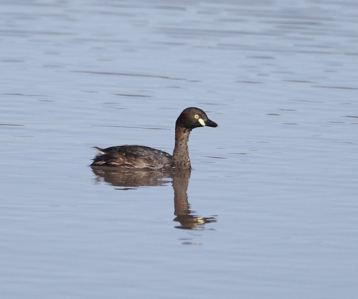 Australasian Grebe - ML645474806