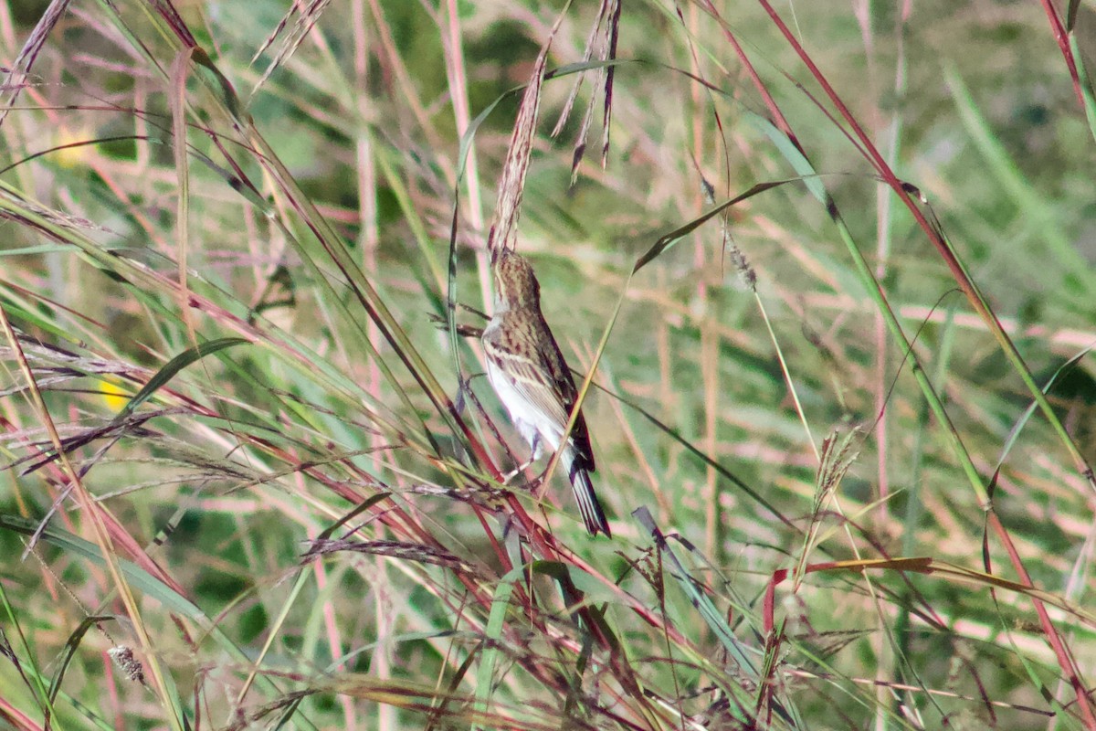 Chipping Sparrow - ML645474808