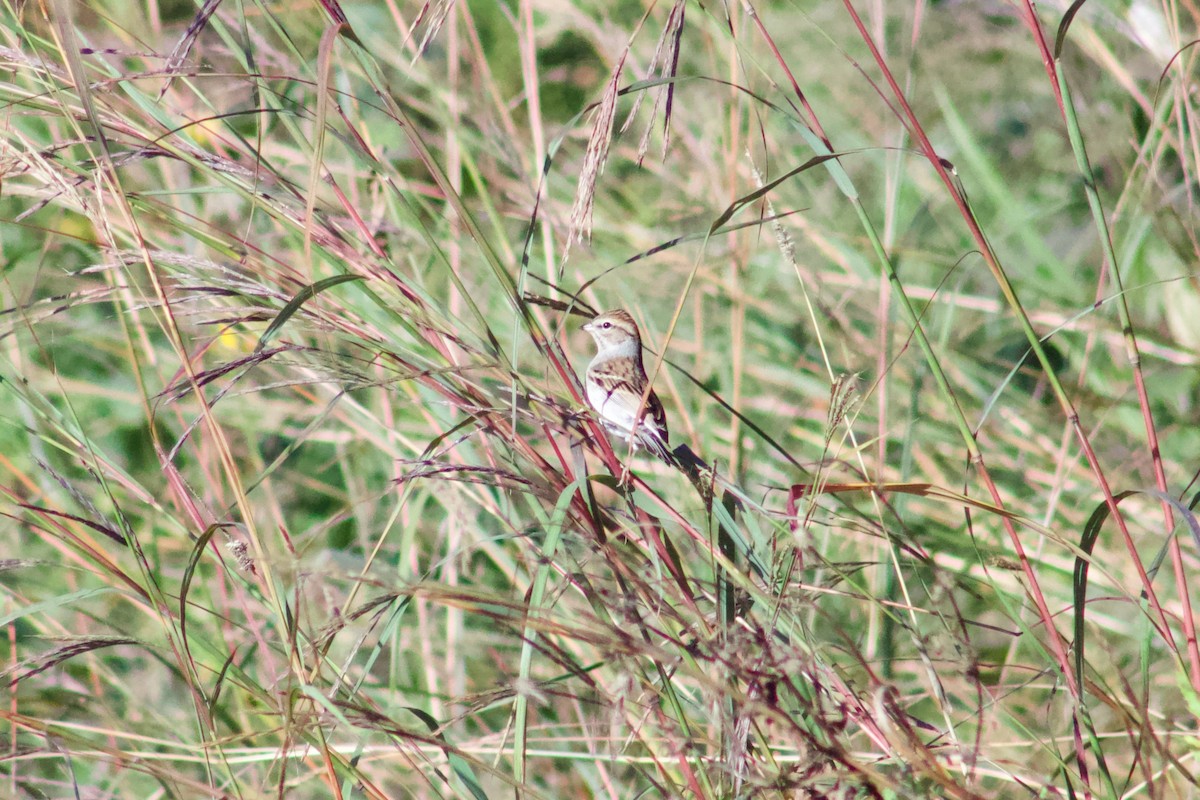 Chipping Sparrow - ML645474809
