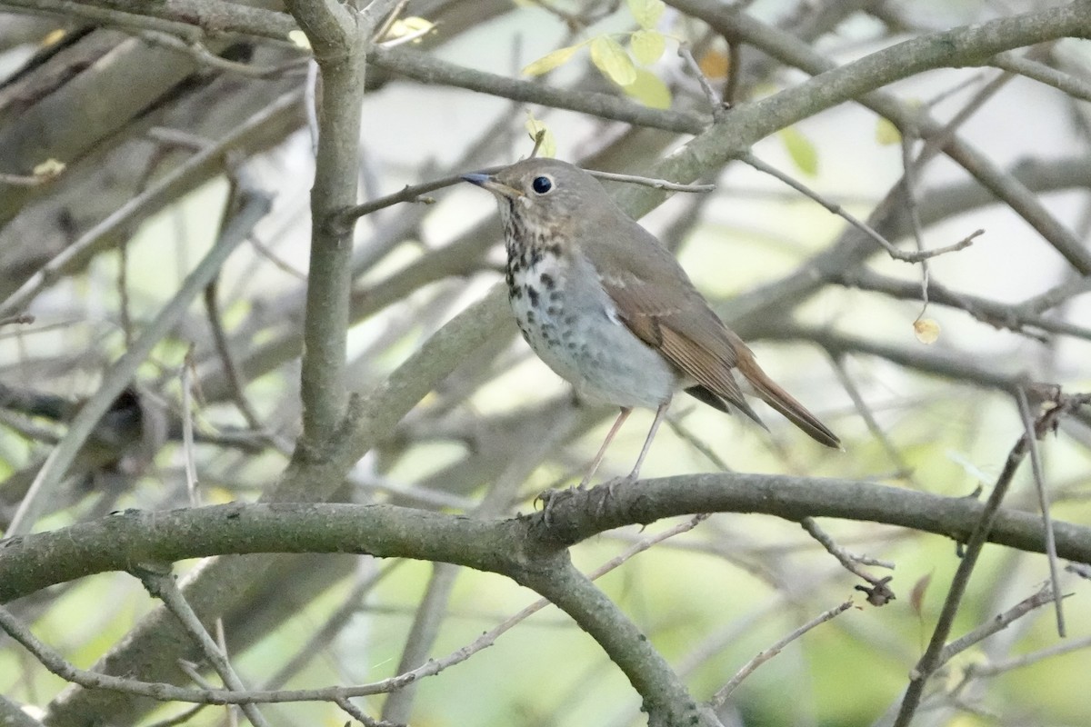Hermit Thrush - ML645474811
