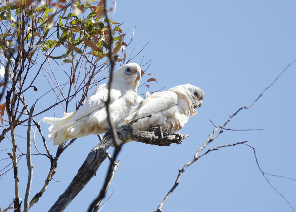 Little Corella - ML645474812