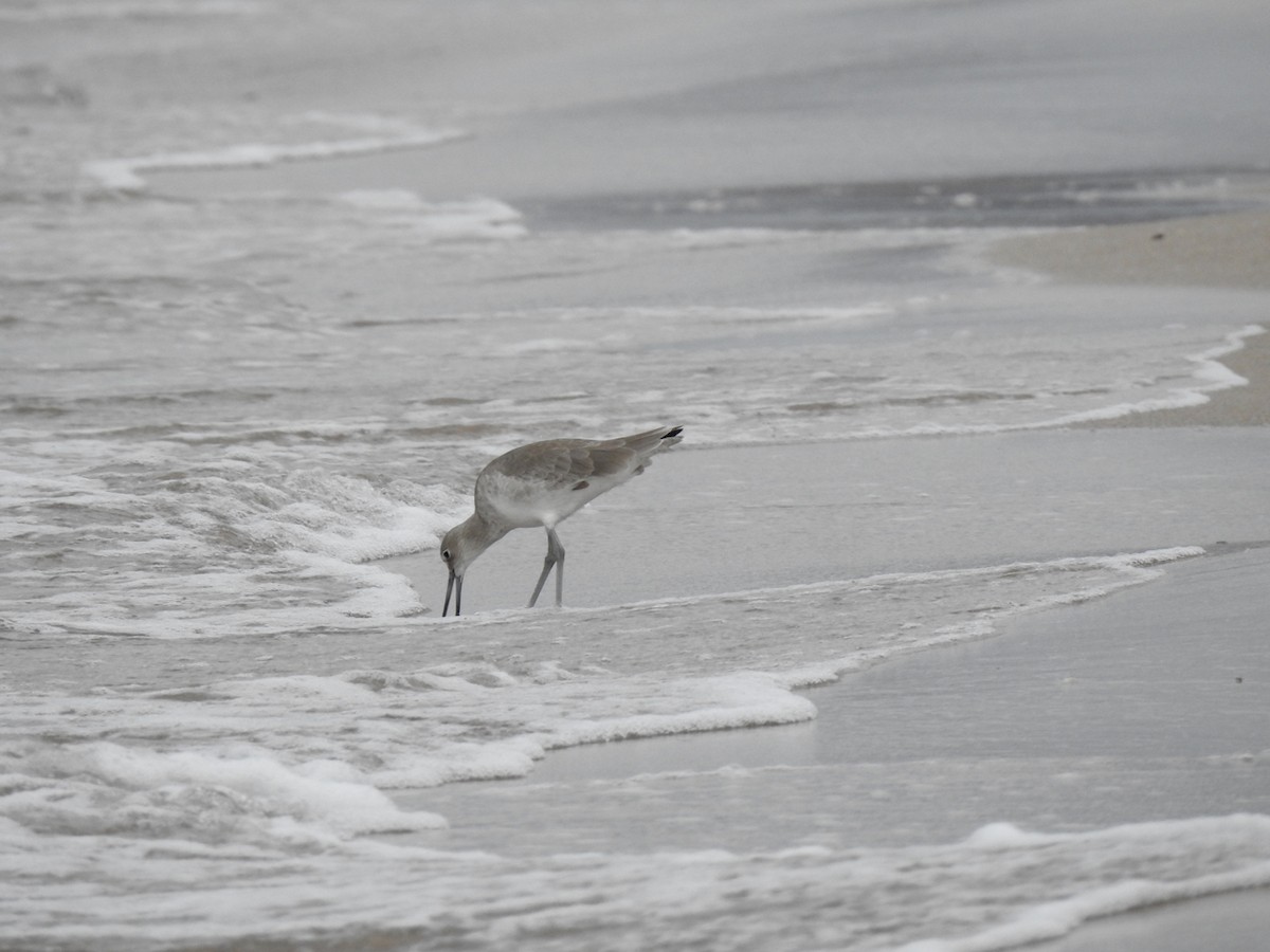 Willet - ML645474813