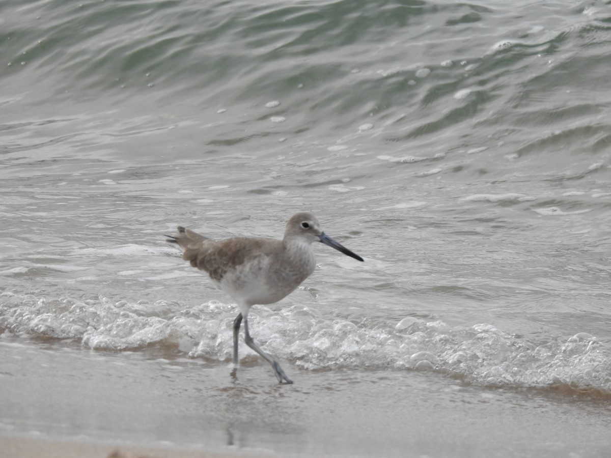 Willet - ML645474814