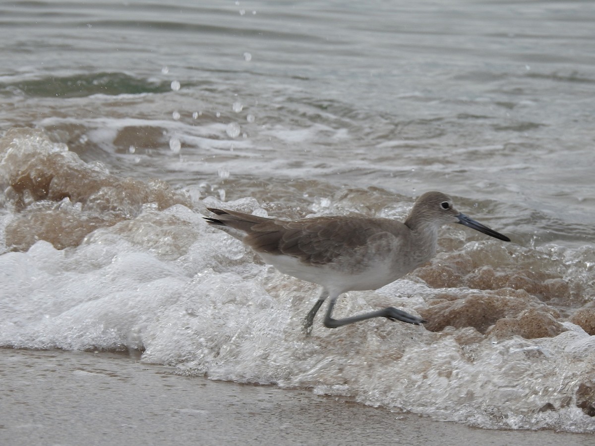 Willet - ML645474815