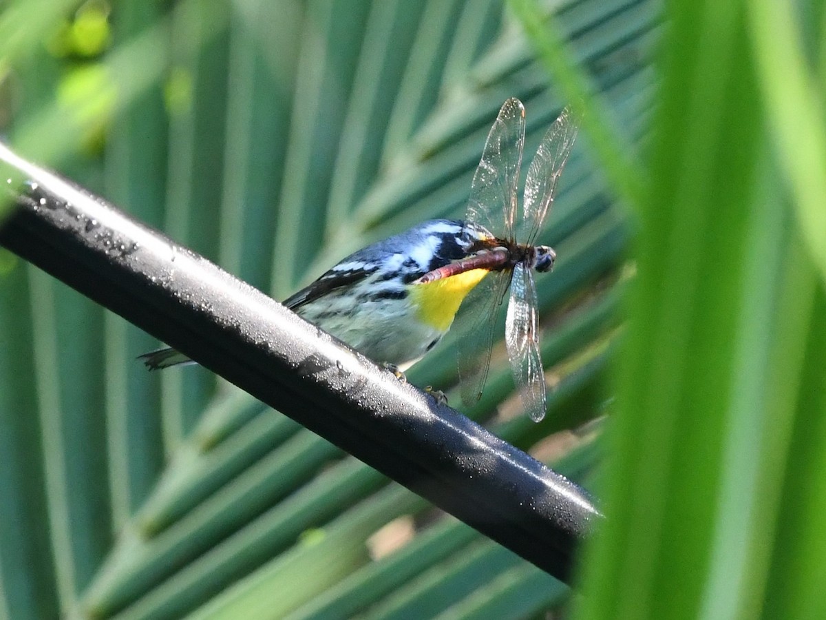 キノドアメリカムシクイ - ML645474816