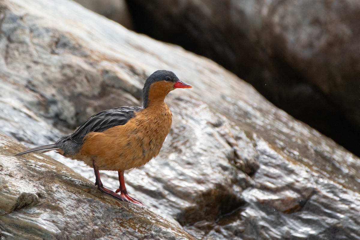 Torrent Duck - ML645474817