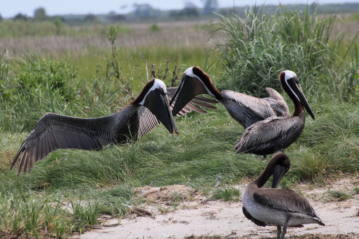 Brown Pelican - ML645474820