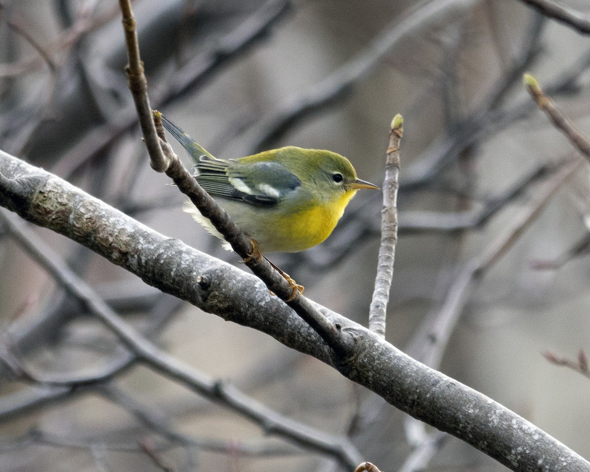 Northern Parula - ML645474821