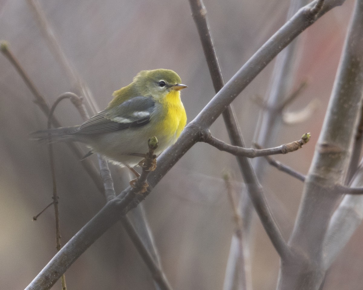 Northern Parula - ML645474822
