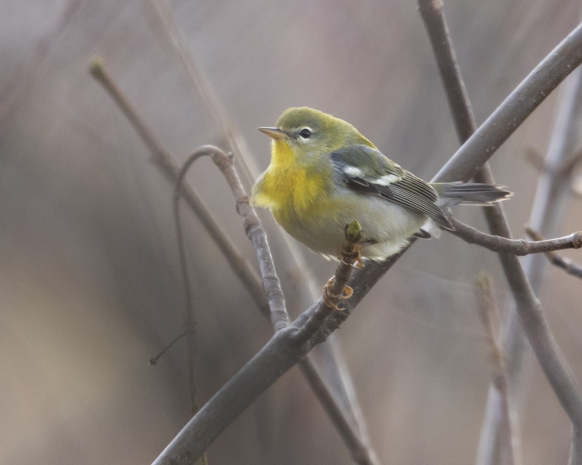 Northern Parula - ML645474823