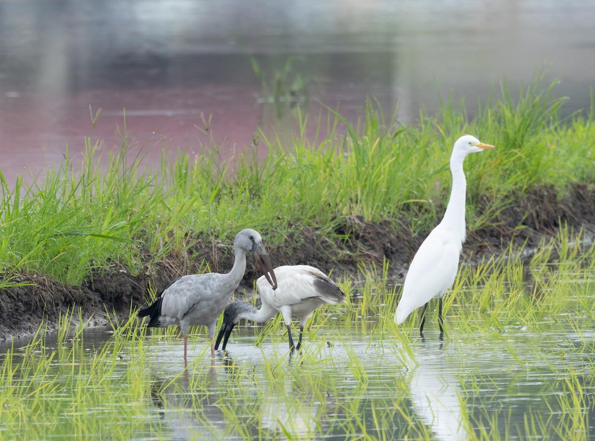 Medium Egret - ML645474824