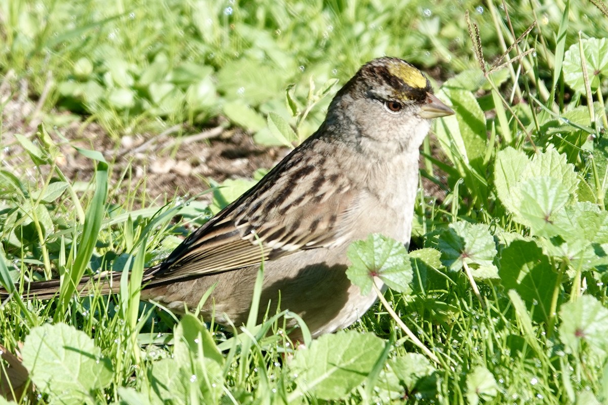 Golden-crowned Sparrow - ML645474825