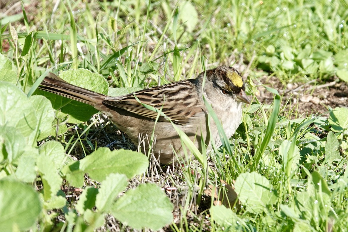 Golden-crowned Sparrow - ML645474826