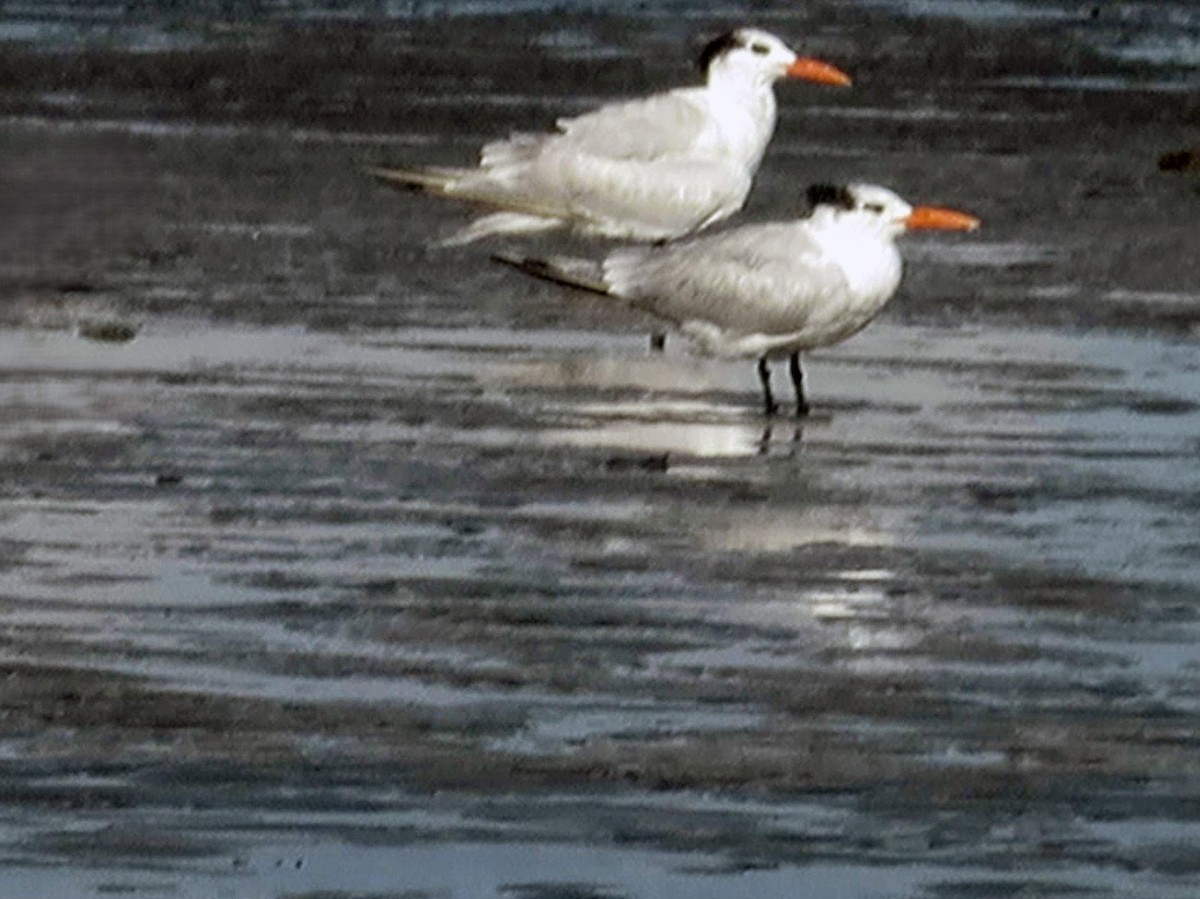 Royal Tern - ML645474827