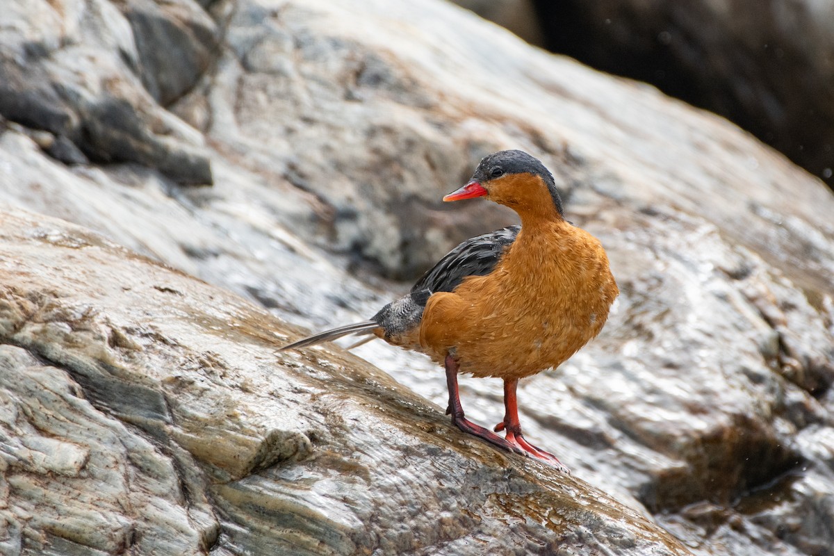 Torrent Duck - ML645474828