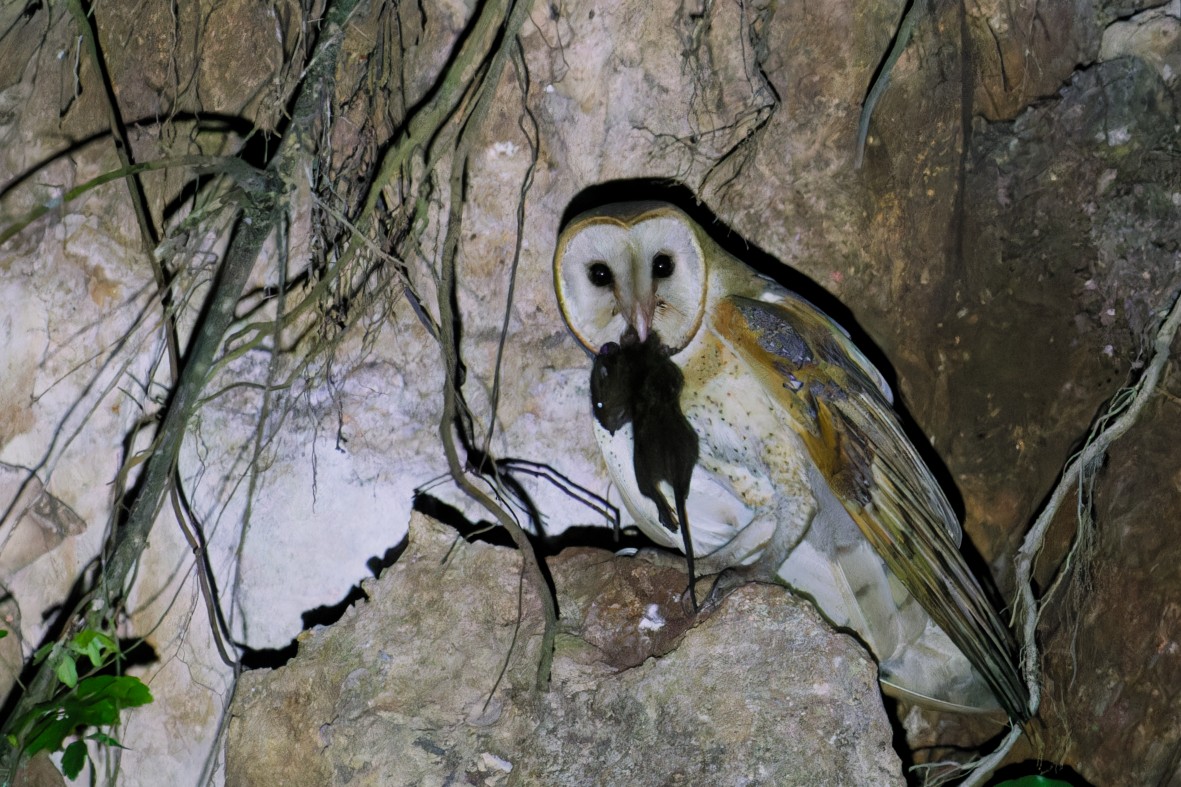 American Barn Owl - ML645474829