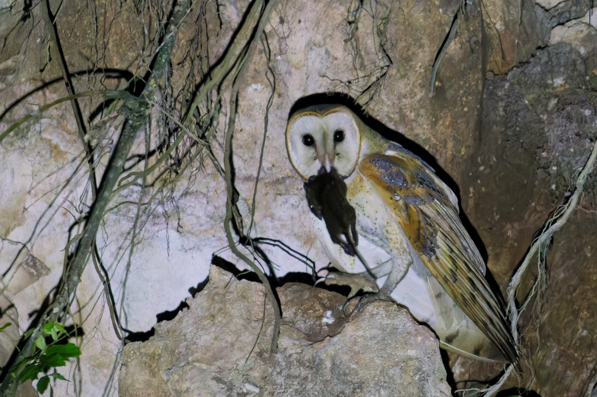 American Barn Owl - ML645474830