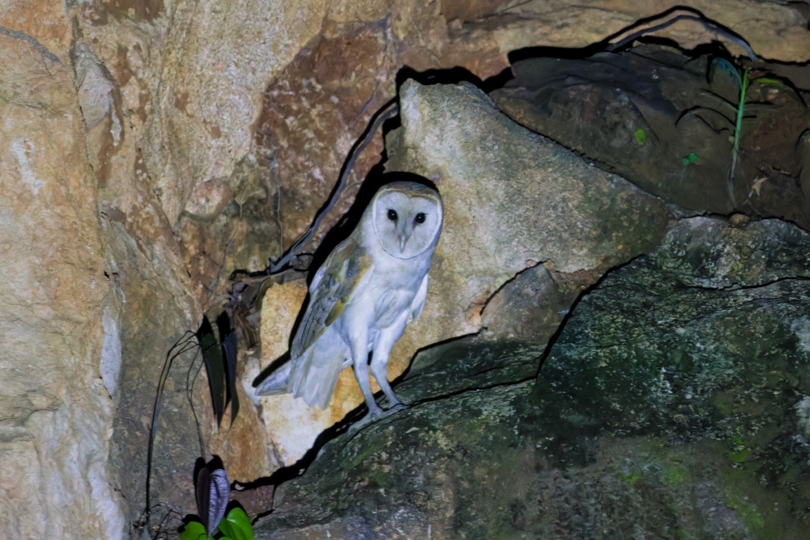 American Barn Owl - ML645474831