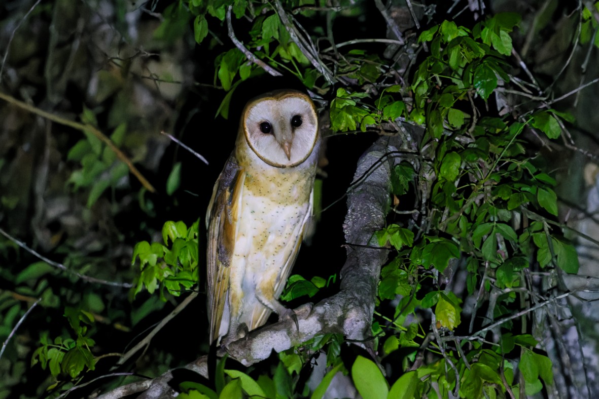 American Barn Owl - ML645474832