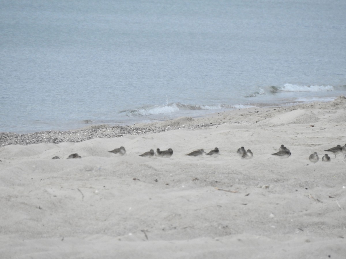 peep sp. - ML645474833