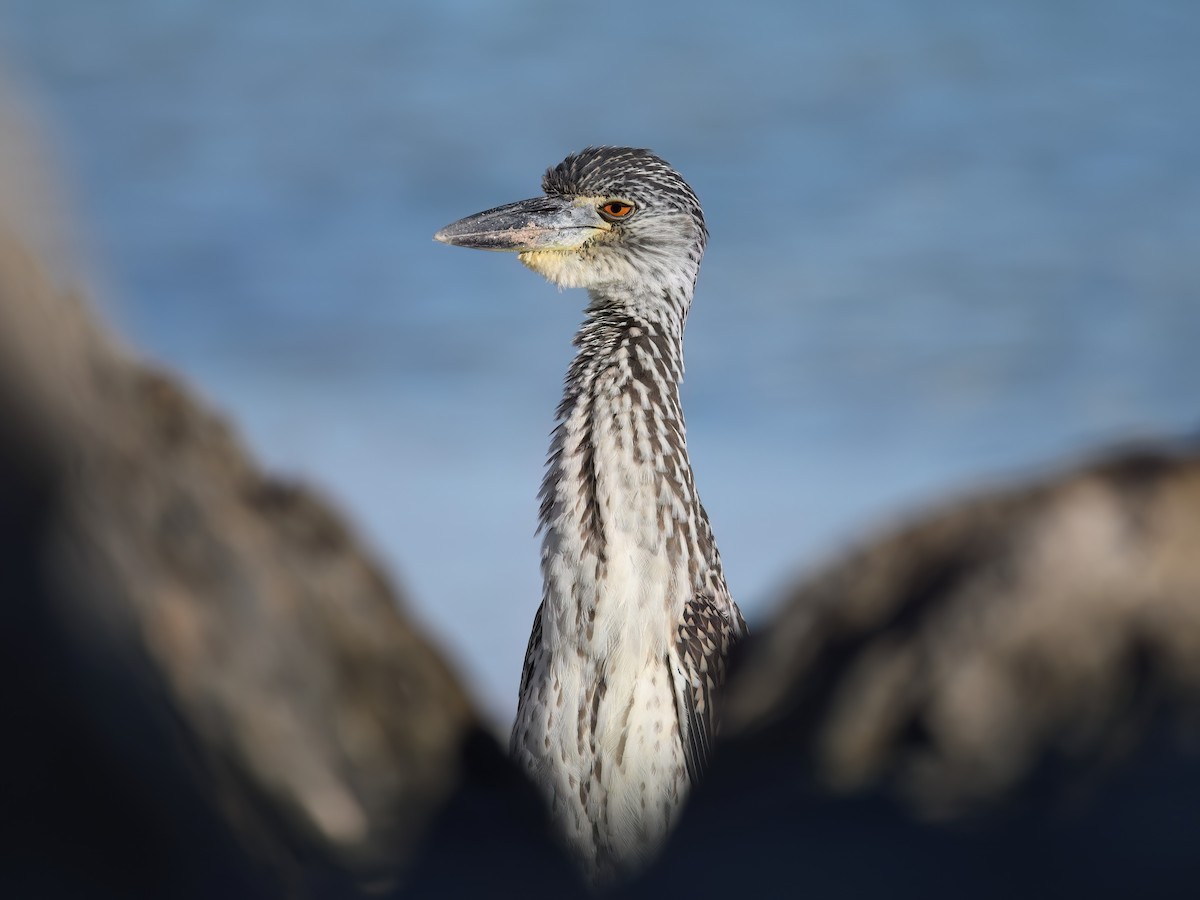 Yellow-crowned Night Heron - ML645474834
