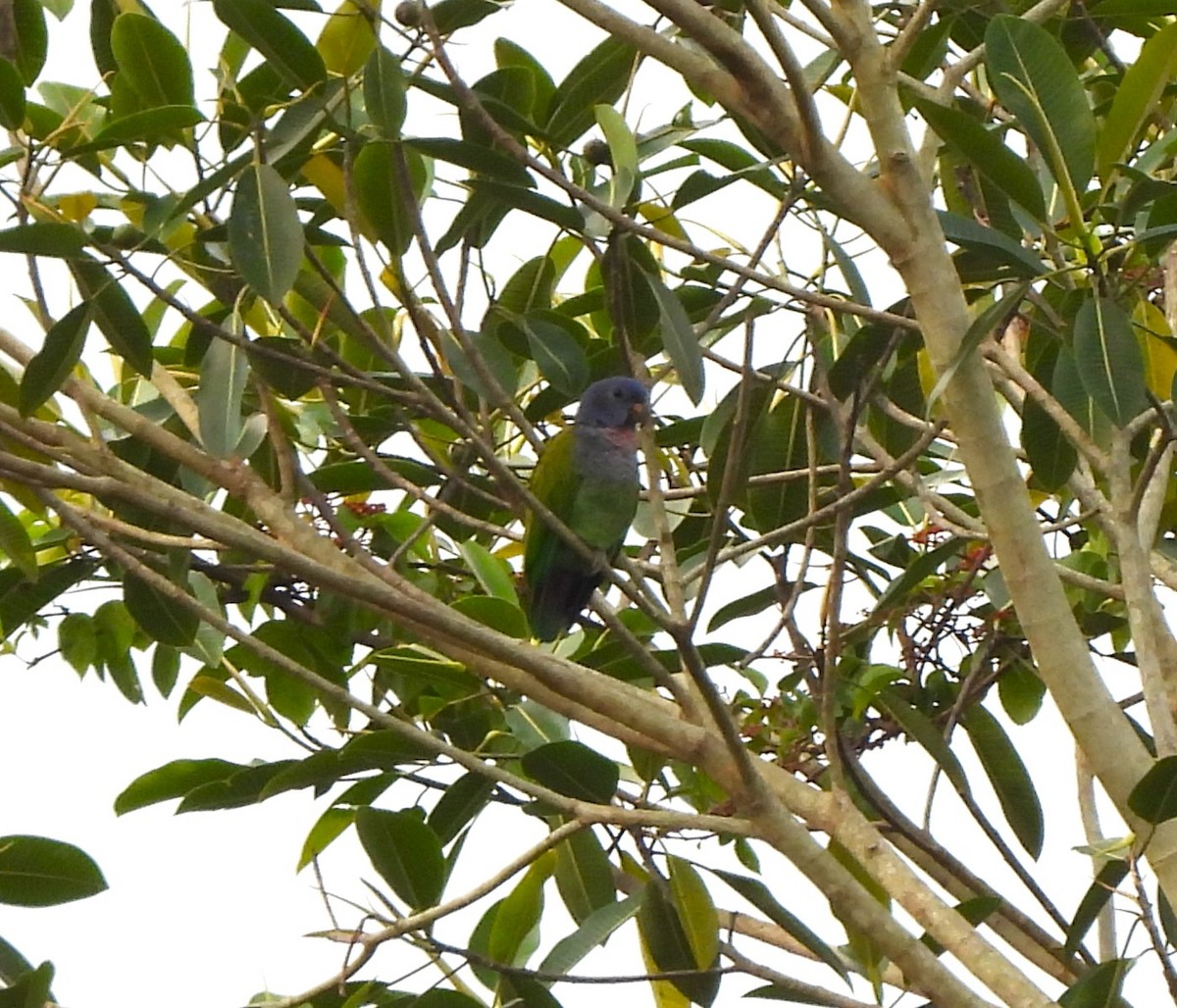 Blue-headed Parrot - ML645474835