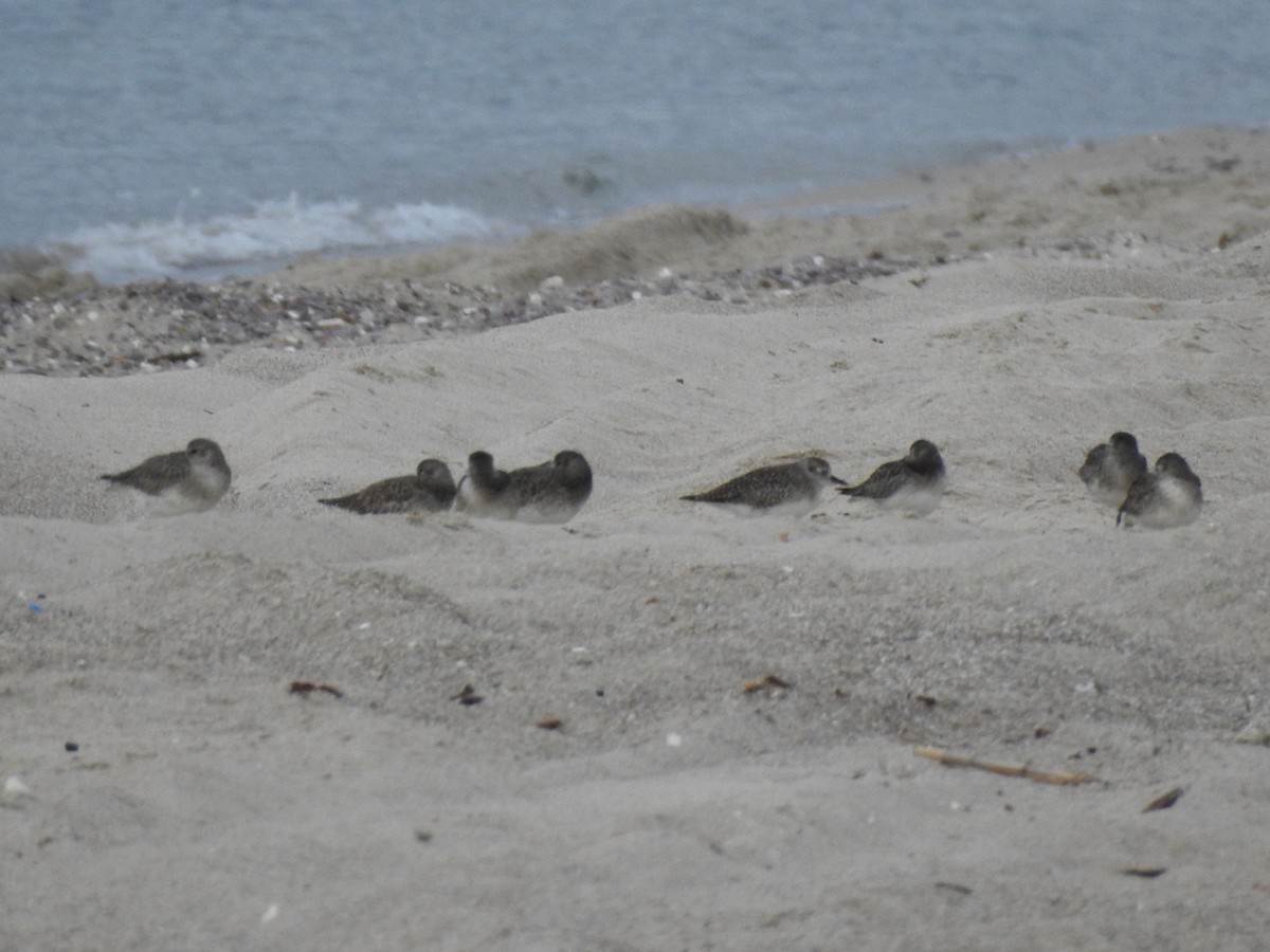 peep sp. - ML645474836