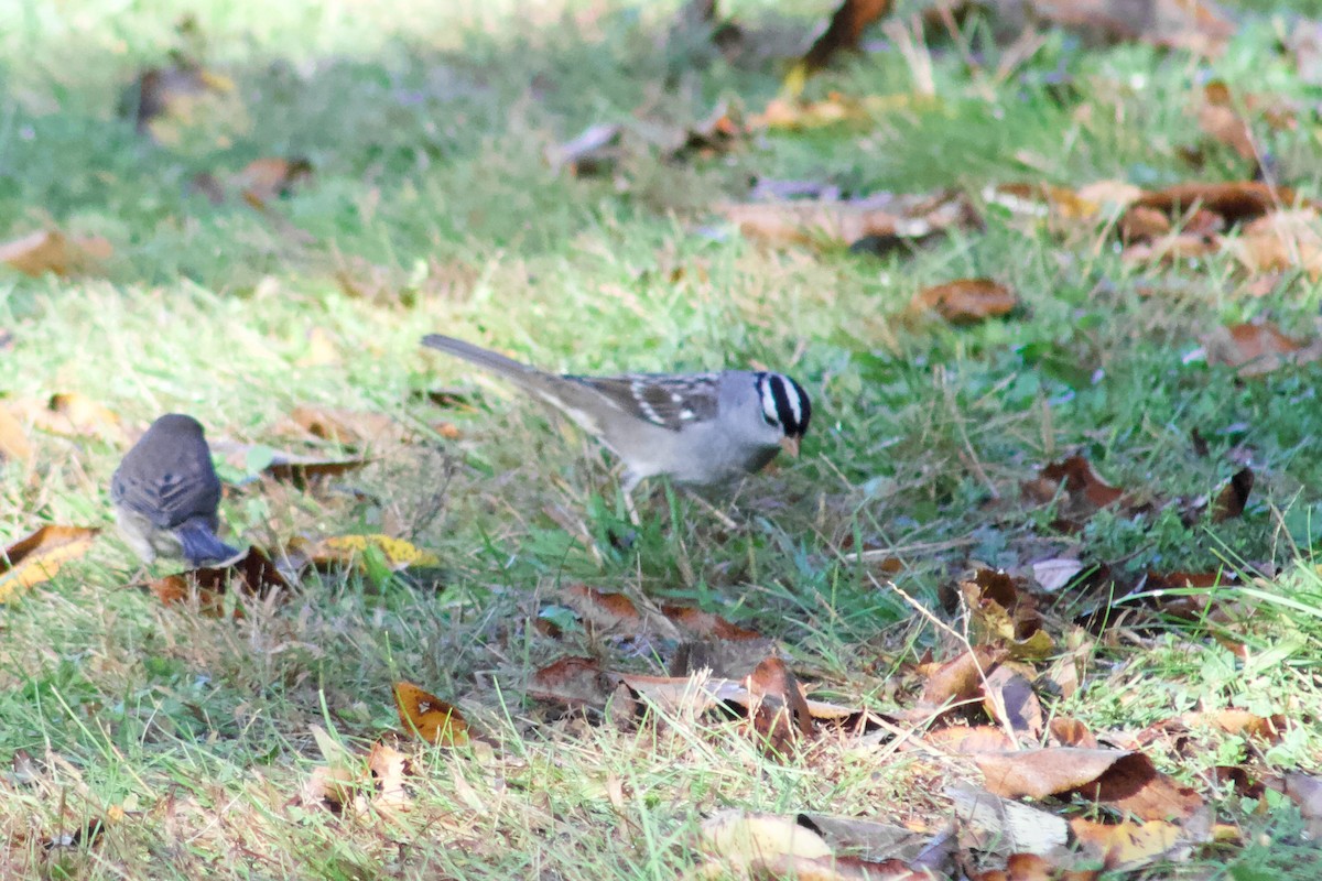 White-crowned Sparrow - ML645474837