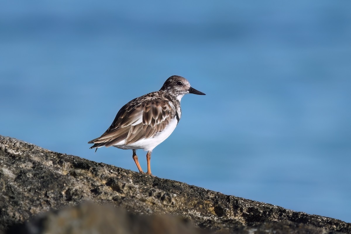 Ruddy Turnstone - ML645474838