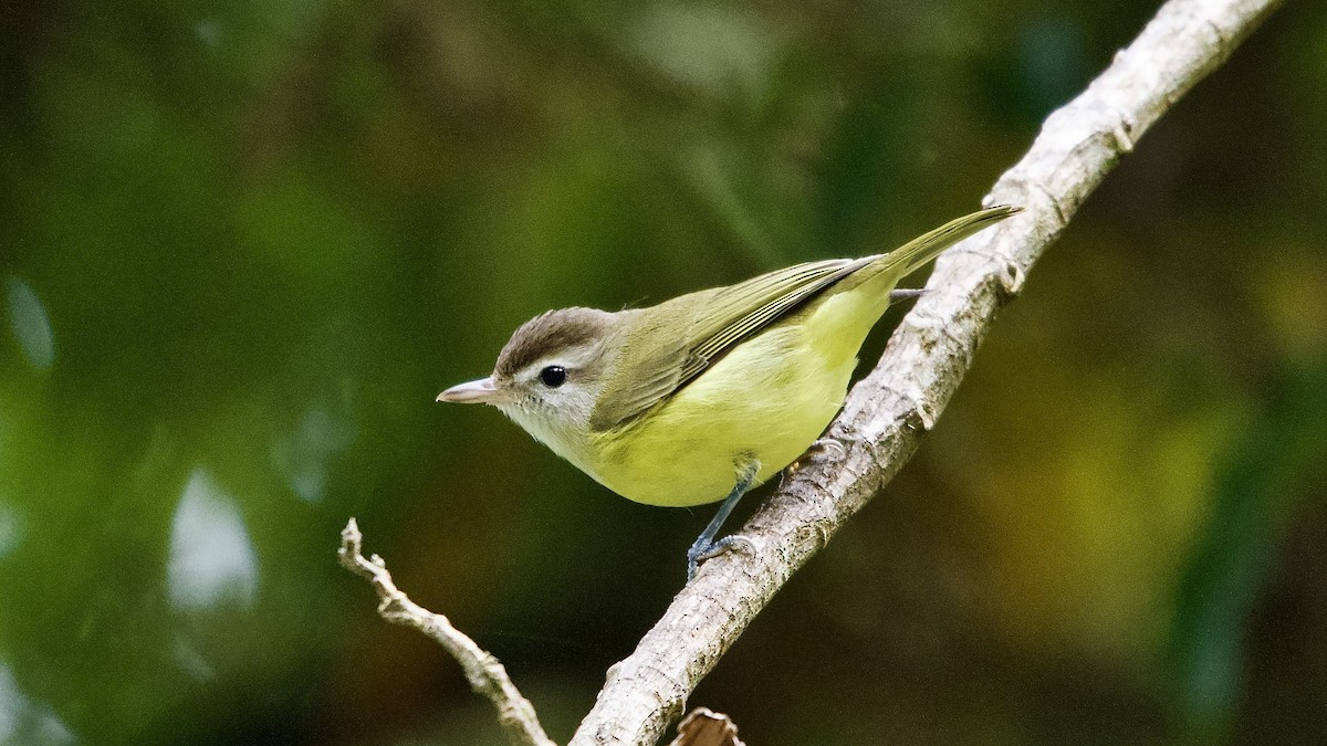 Brown-capped Vireo - ML645474843