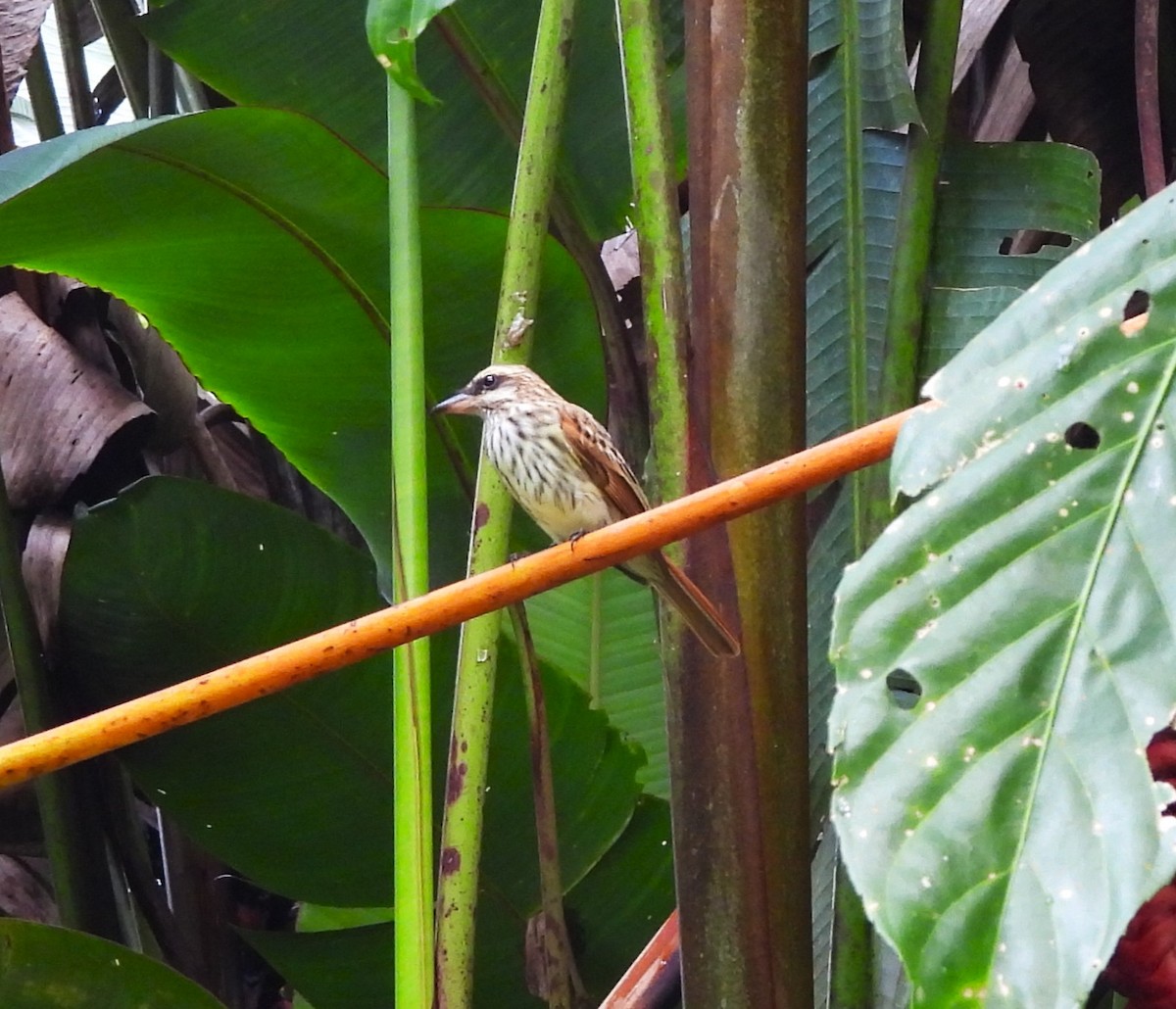 Streaked Flycatcher - ML645474847