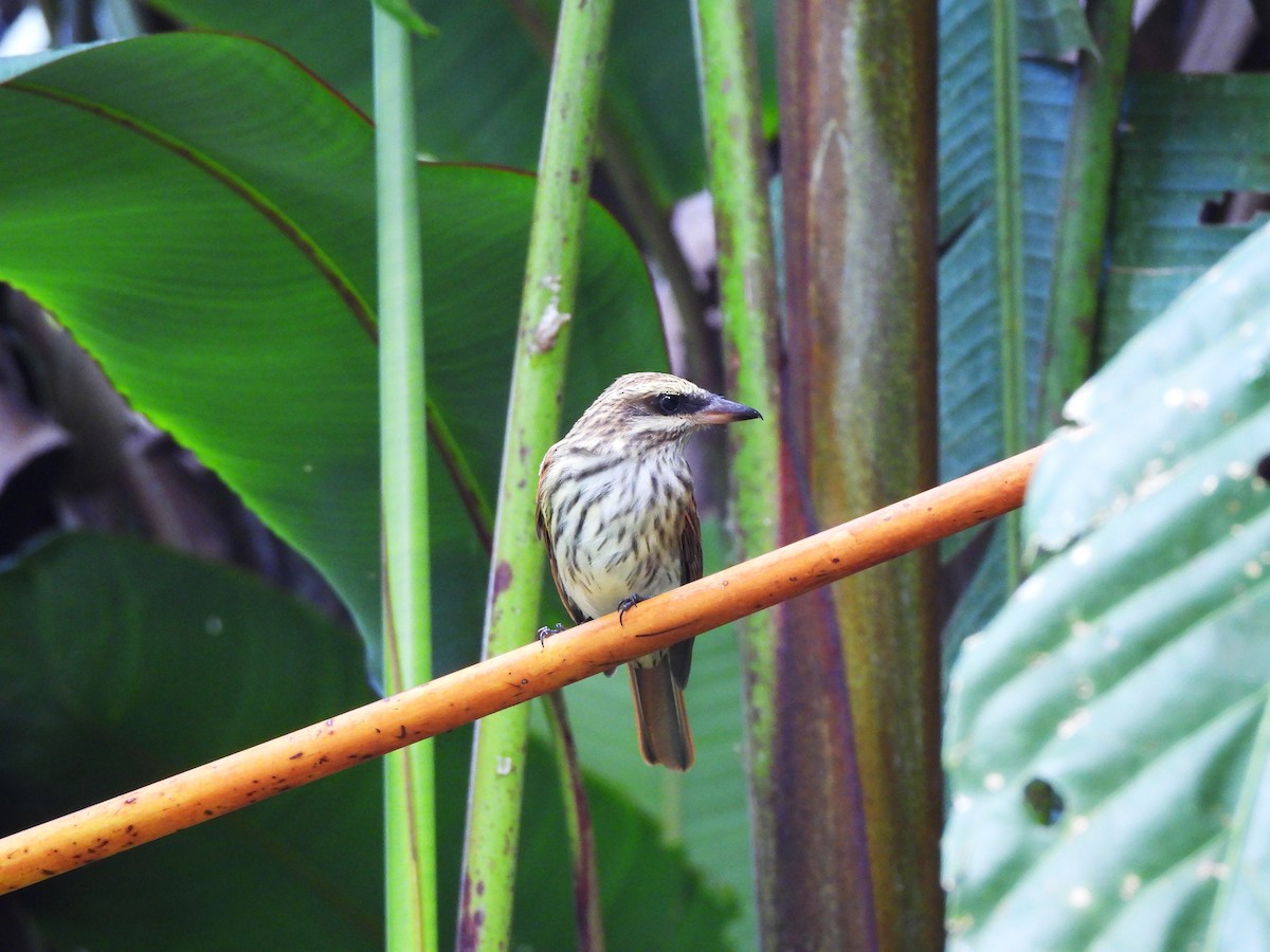 Streaked Flycatcher - ML645474848
