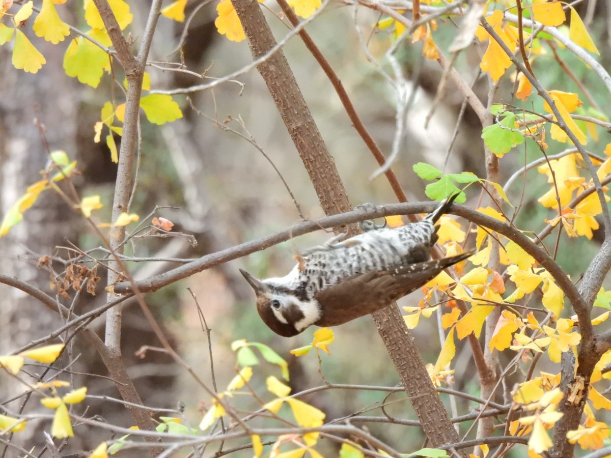 Arizona Woodpecker - ML645474849