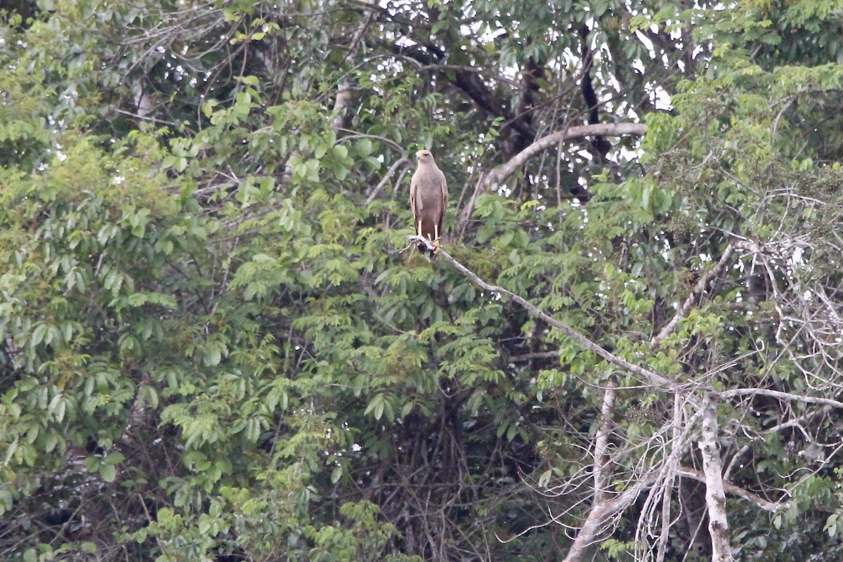 サバンナノスリ - ML645474856