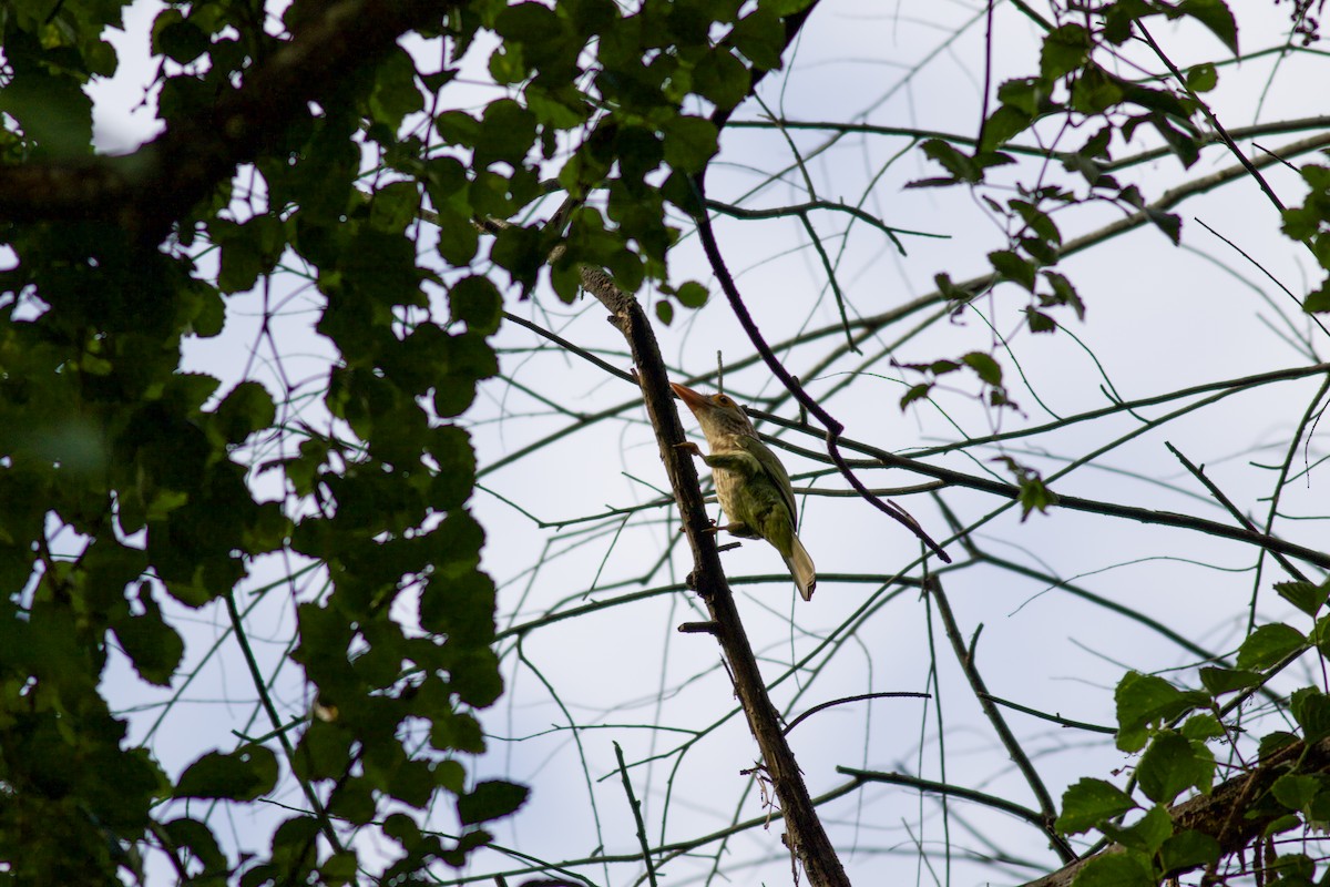 シロボシオオゴシキドリ - ML645474861