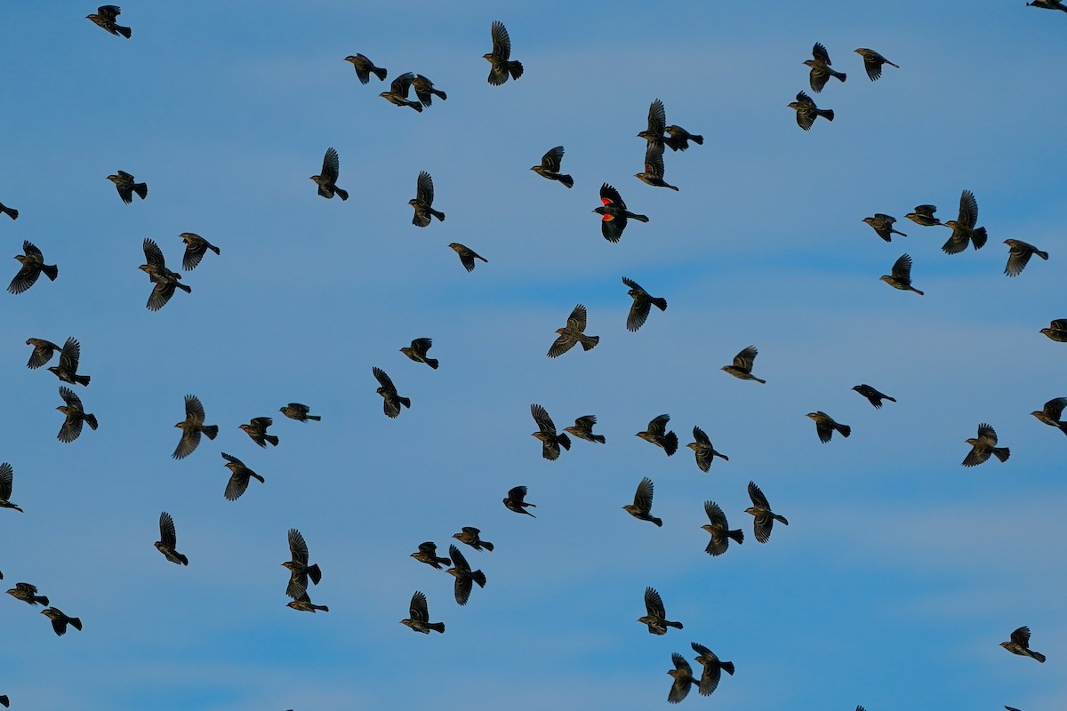 ハゴロモガラス - ML645474864