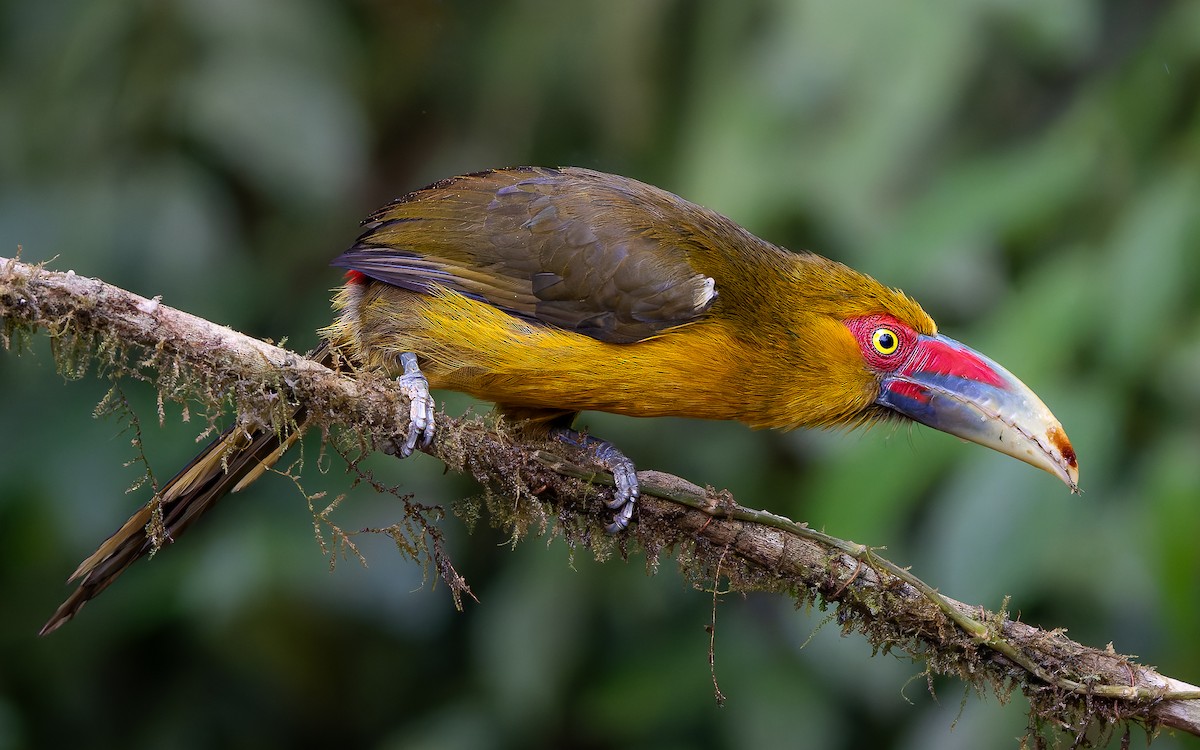 Saffron Toucanet - ML645474865