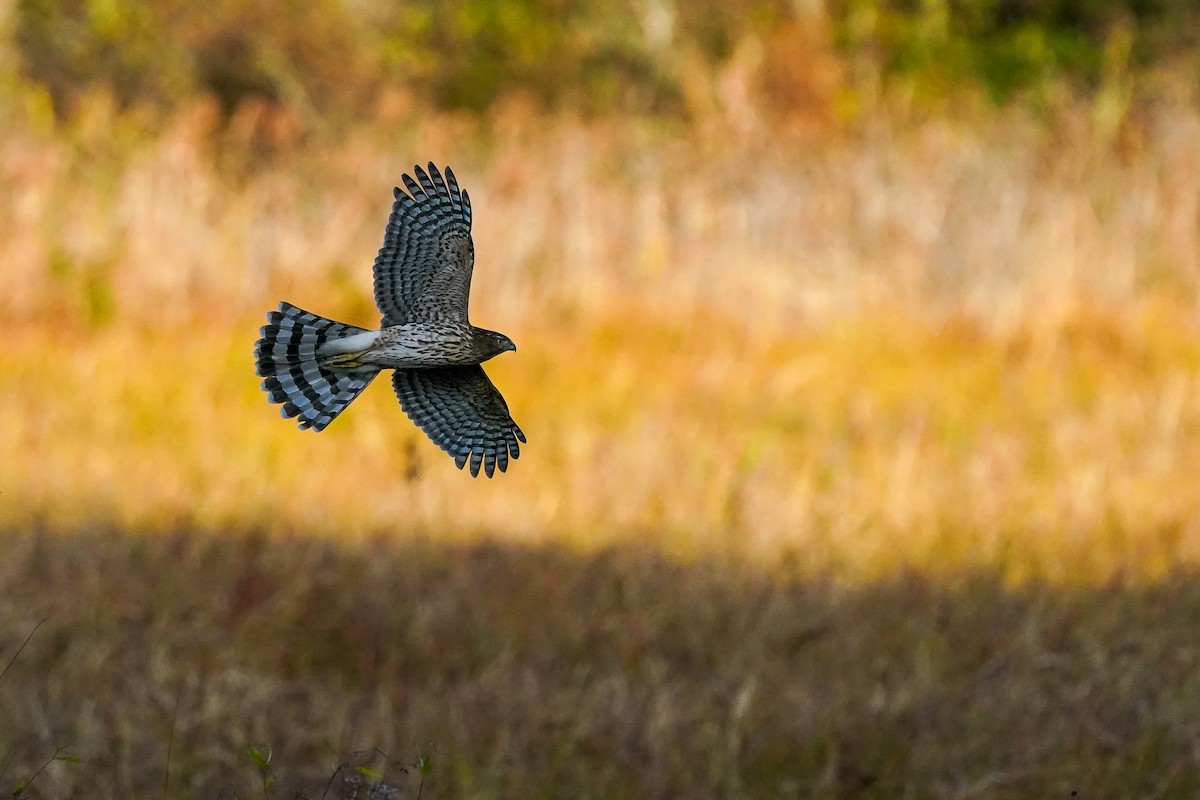 クーパーハイタカ - ML645474875