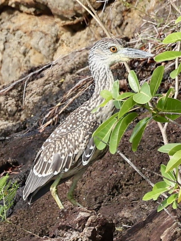 Yellow-crowned Night Heron - ML645474884