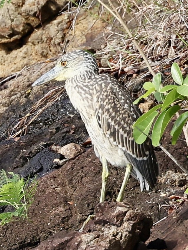 Yellow-crowned Night Heron - ML645474886