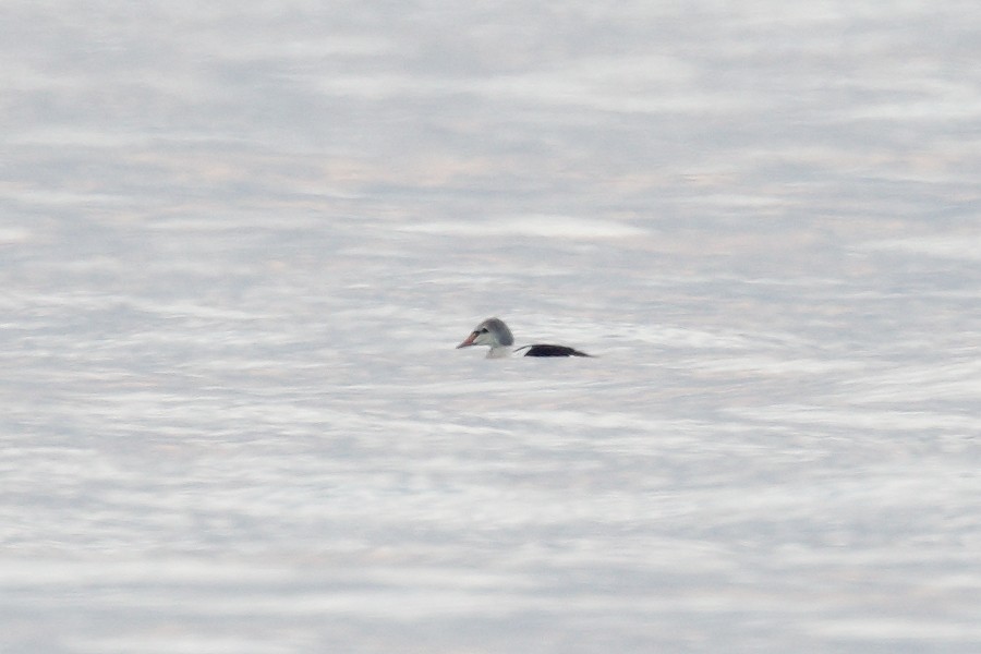 King Eider - ML645474888