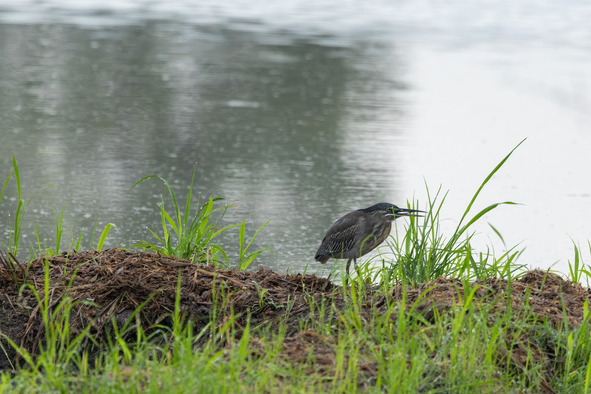 Little Heron - ML645474890