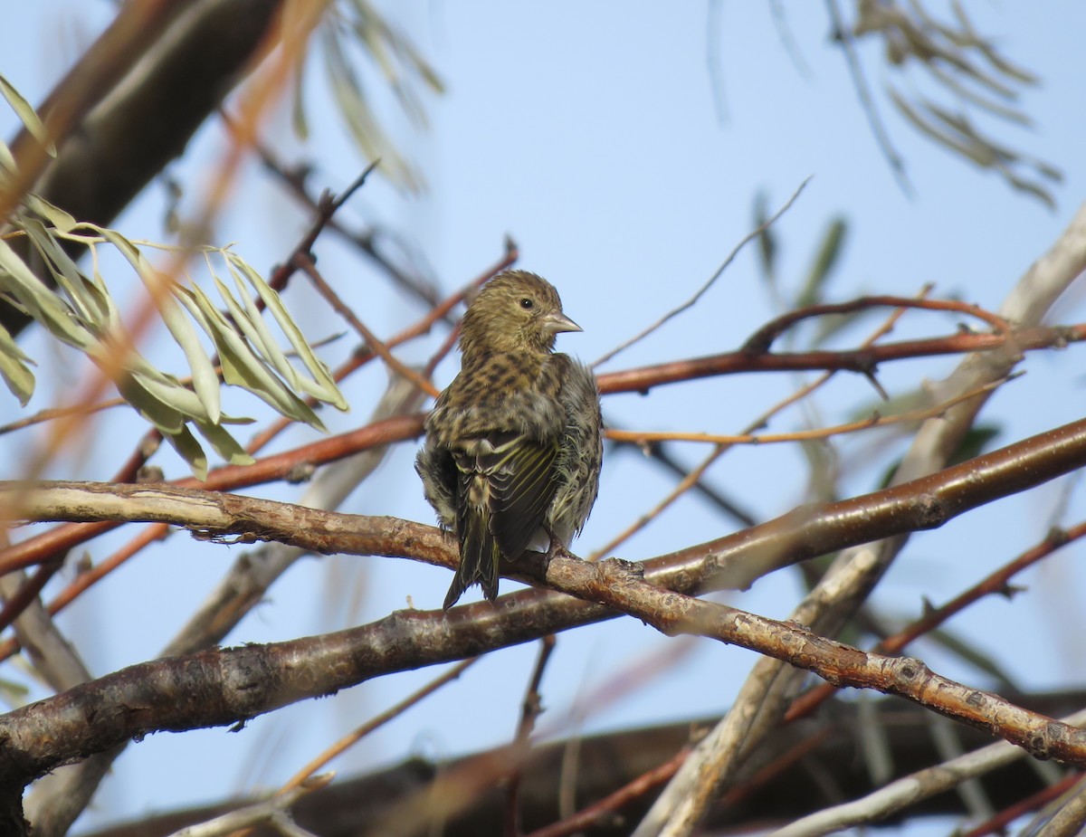 Pine Siskin - ML645474892