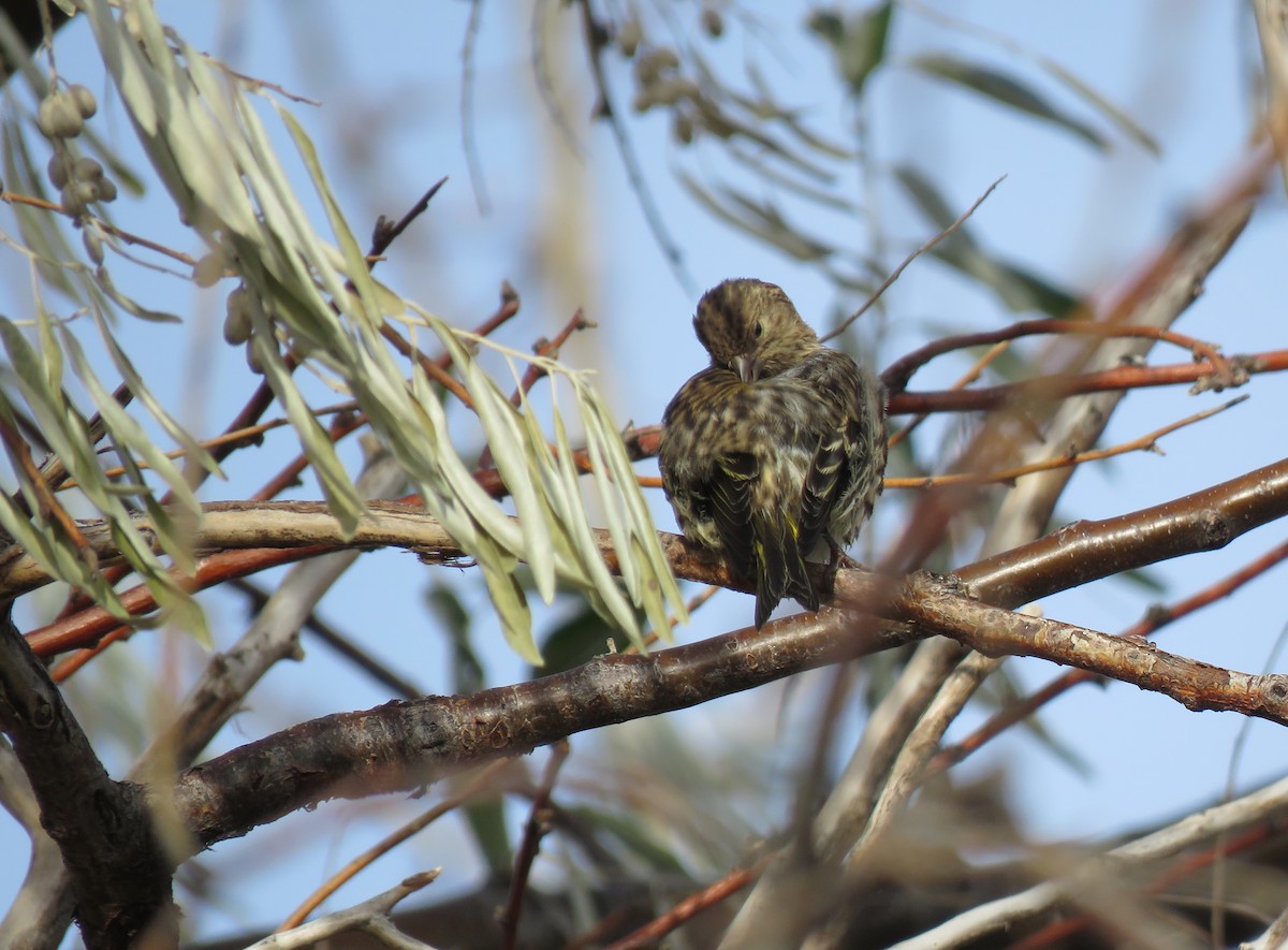 Pine Siskin - ML645474899