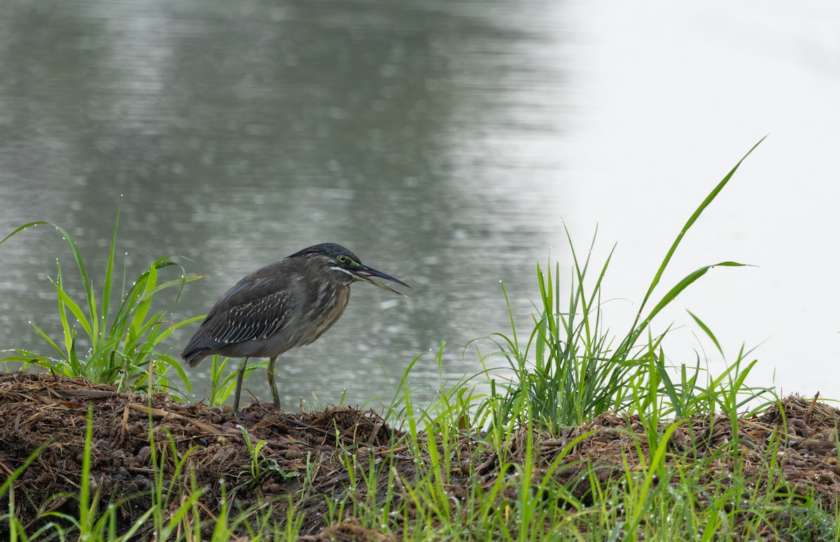 Little Heron - ML645474900