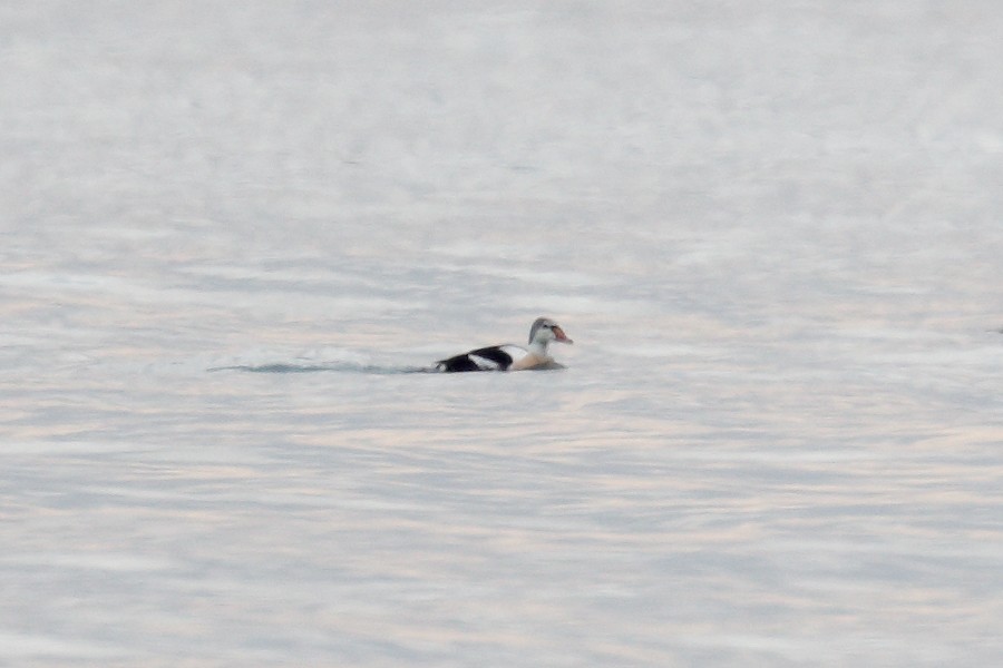 King Eider - ML645474901